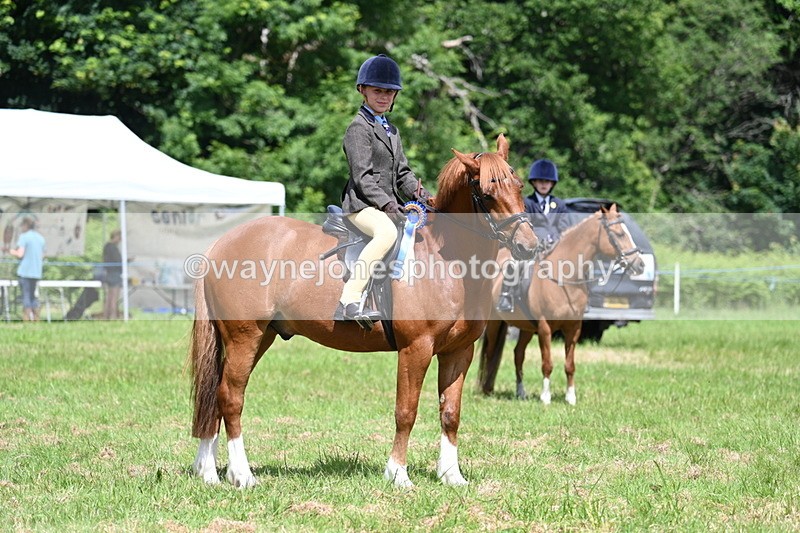 WJ7_1789 - Class 9 Pony Club Pony