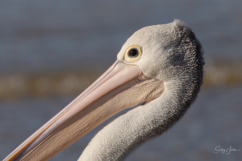 Pelican Portrait