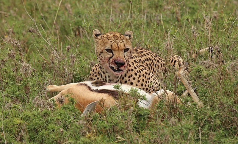  - Cheetah