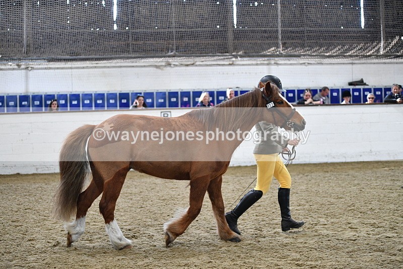 WJ5_4471 - Class 3 Part Bred In hand