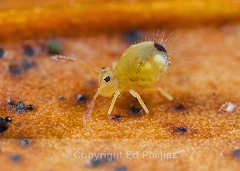 Dicyrtomina minuta - Dicyrtomina minuta