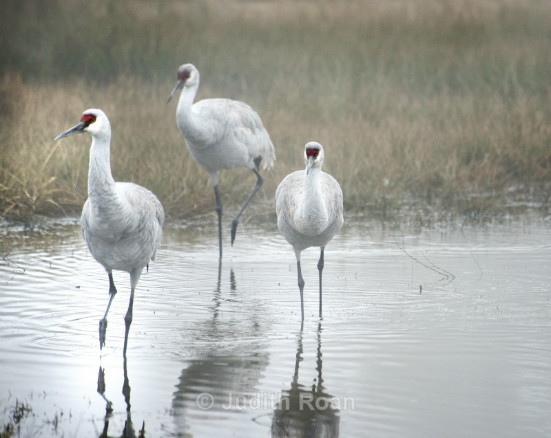Sandhill Crane - Reifel Refuge