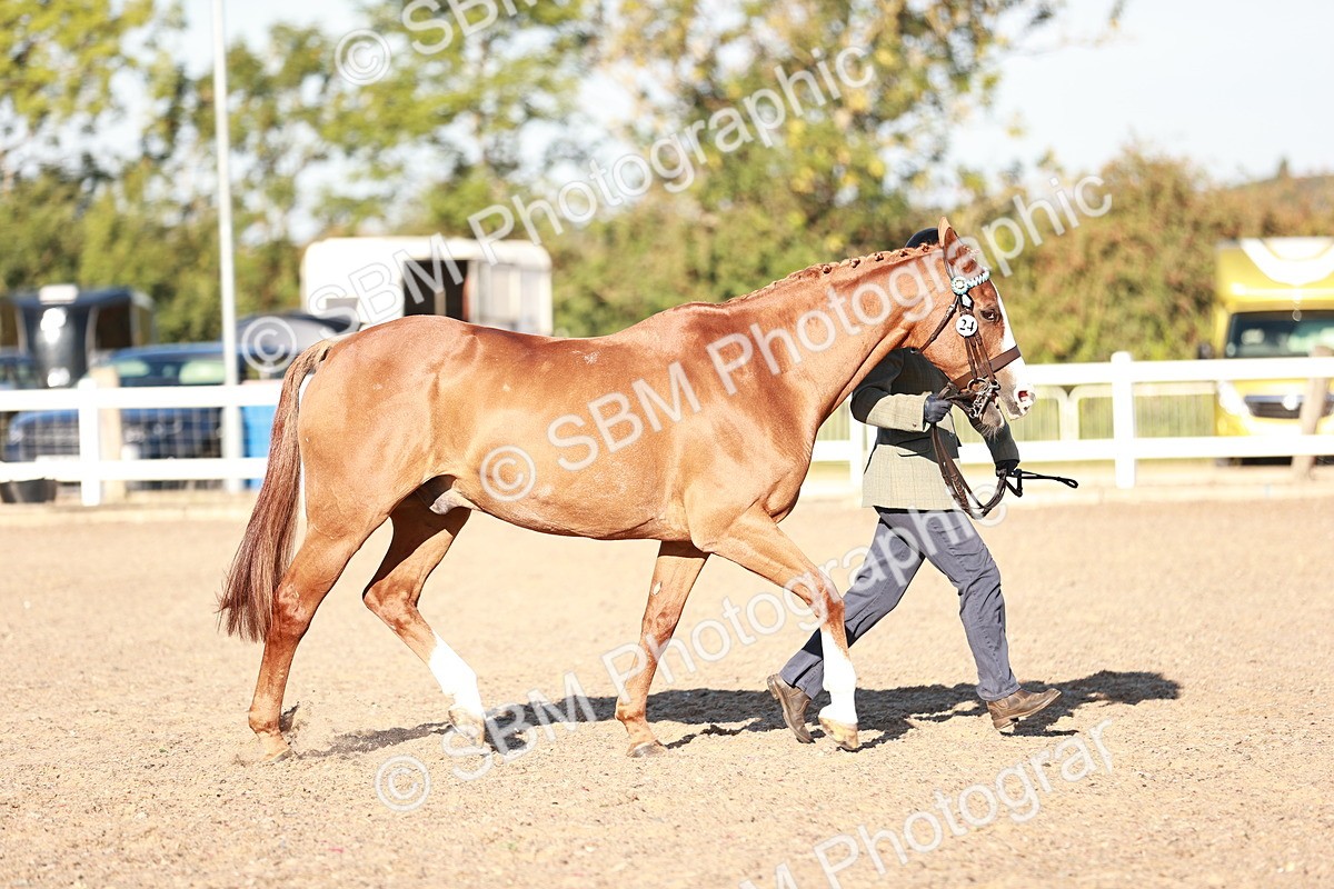 SBM_11176 - Class 401 - IH  Veteran horse