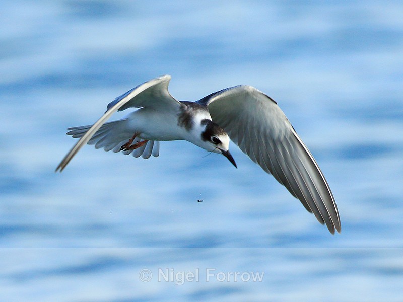 Black Tern (juvenile) flying over Farmoor Reservoir - Black Tern