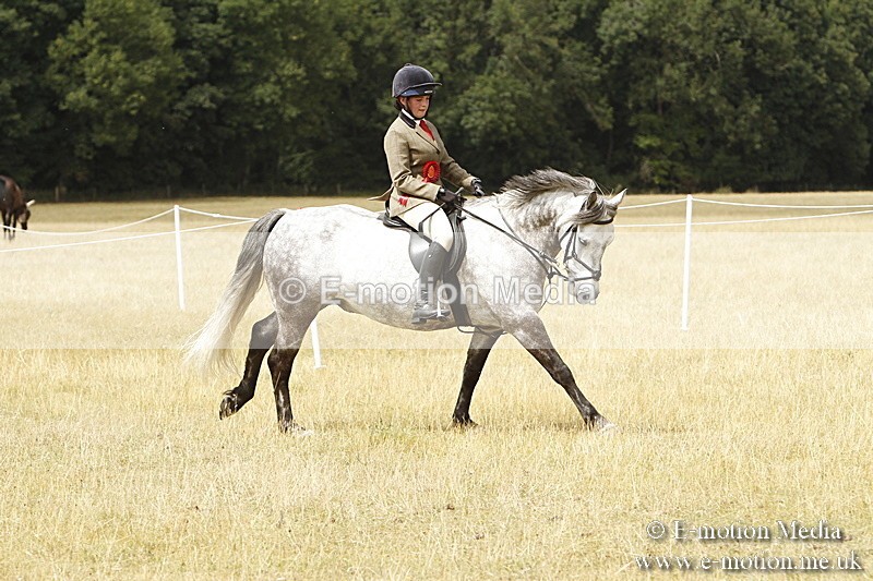 _BS_0999 - Working Hunter Championship BVRC Show 2018