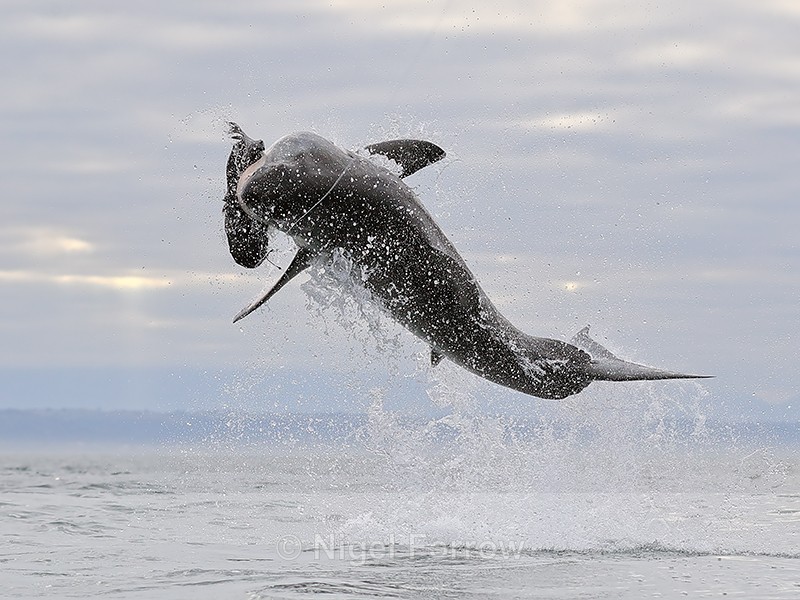 Great White Shark breach (frame 5), Mossel Bay, South Africa - Breaching Great White Shark