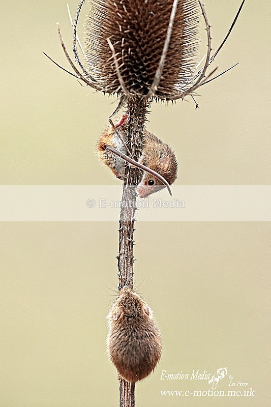 Harvest Mice 260313-1348a - Nature