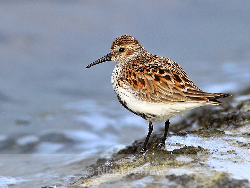 Dunlin (breeding plumage) standing by the edge of the water at Farmoor - Dunlin
