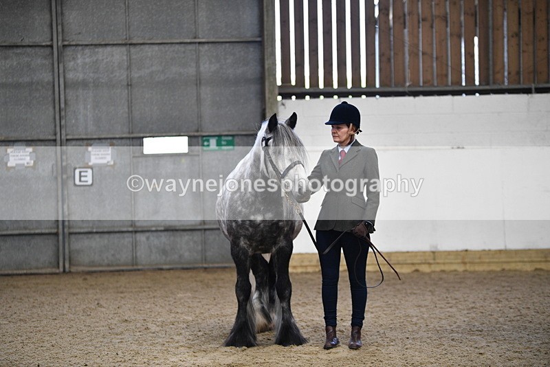 WJ5_4431 - Class 6 In hand M&M - Large Breeds