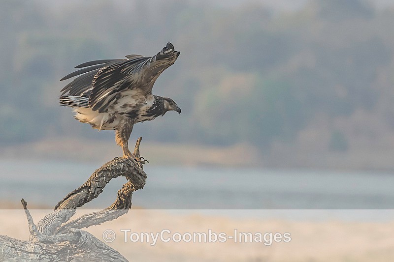 African Fish Eagle  (juv) - Mana Pools ~ The Birds