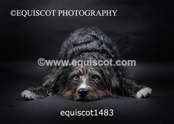 equiscot1483 - RUSSO