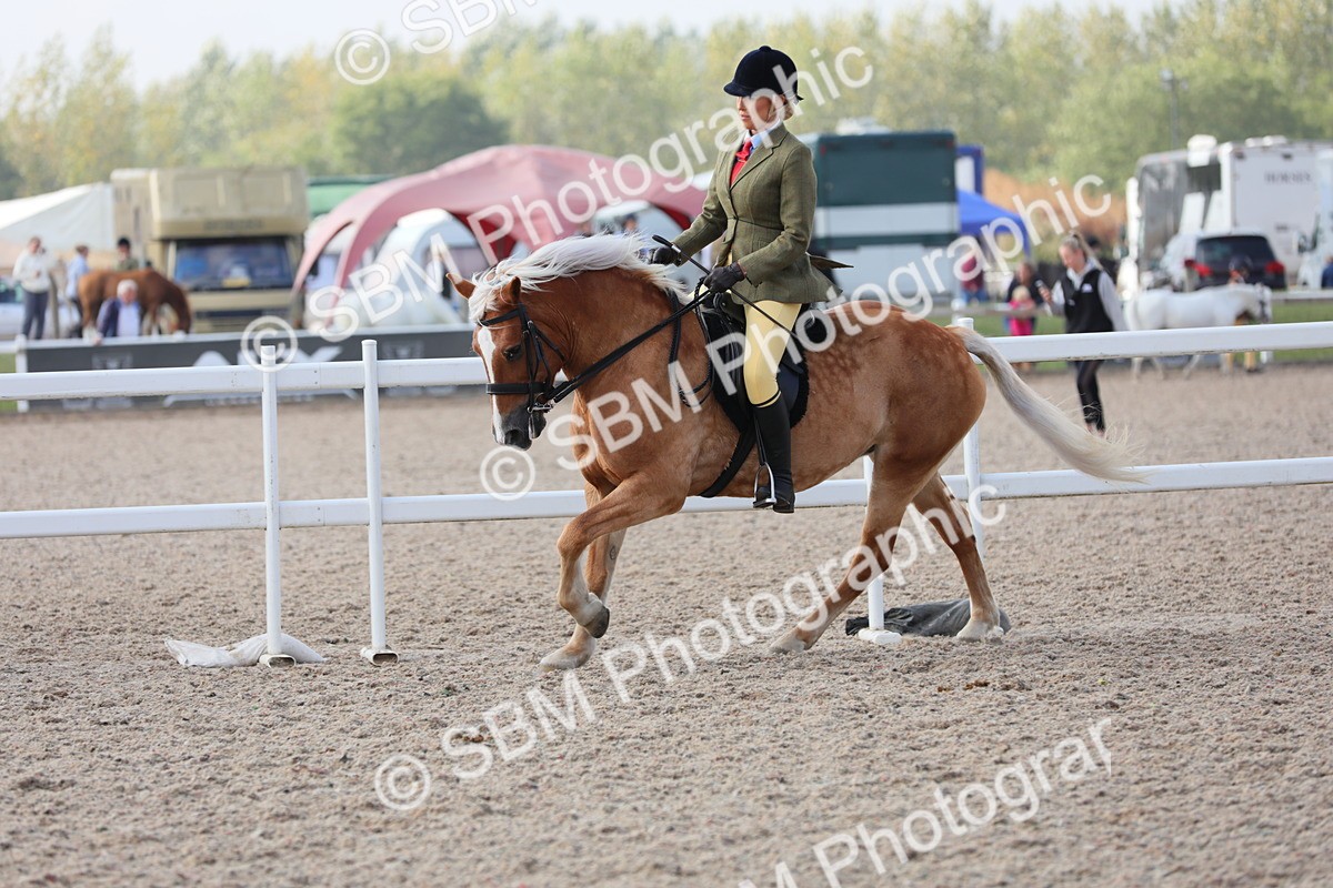 SBM_11415 - Class 305 Ridden Foreign Breeds- Pure Bred