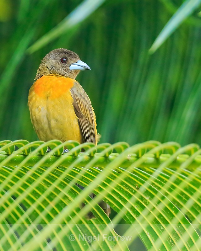 Cherrie's Tanager (female), Casa Corcovado, Costa Rica - Cherrie's Tanager