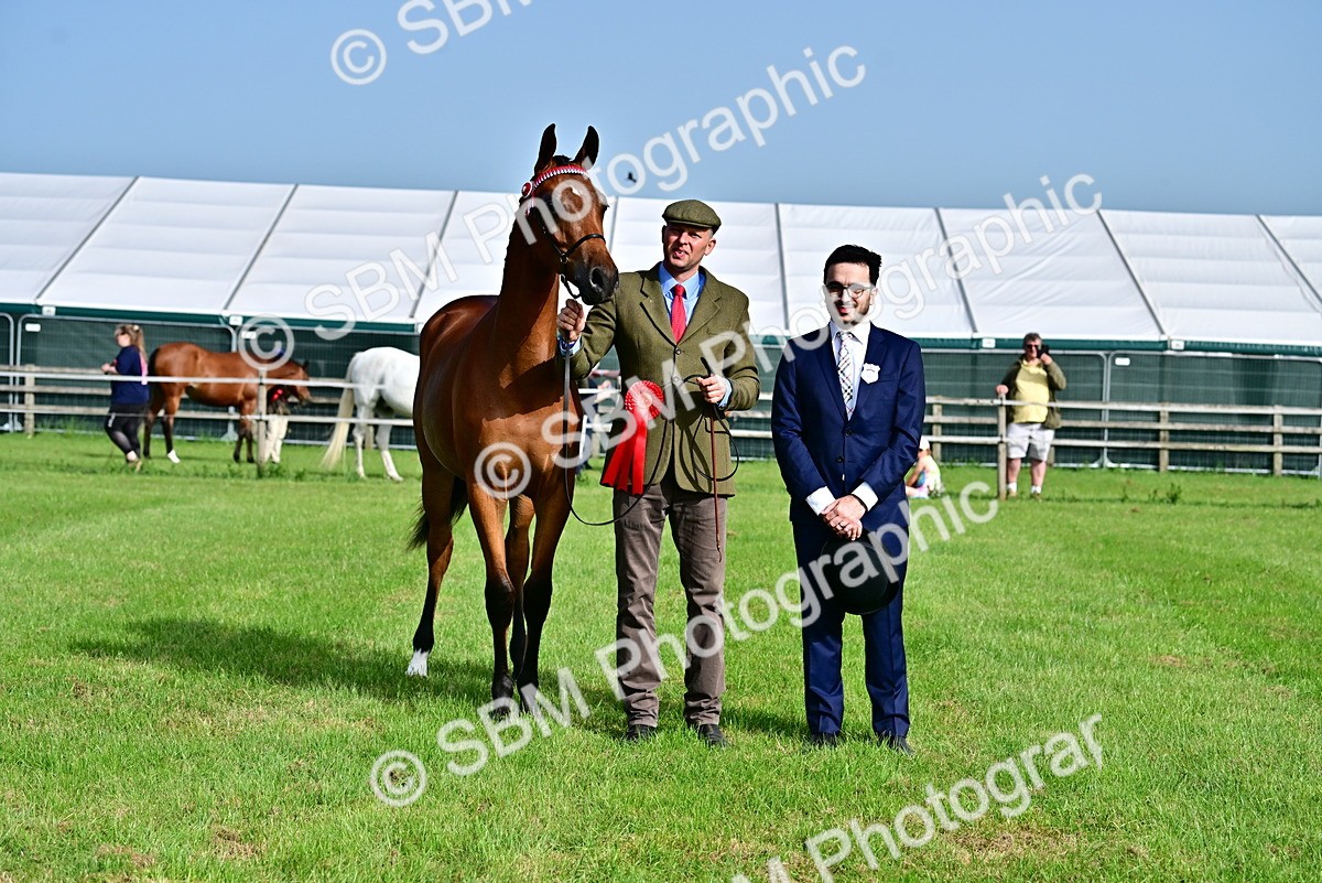 SBM_00113 - Class 46-49 - Arab and Part Bed-Anglo Arab In Hand