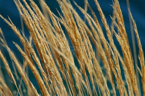 Windy Grass - Flowers and Plants