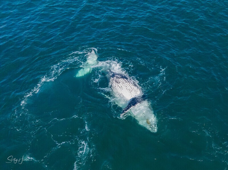 A Pair of Humpbacks Relaxing 8. Humpback Relaxing 2. DJI_0279 - 2025 Drone photos