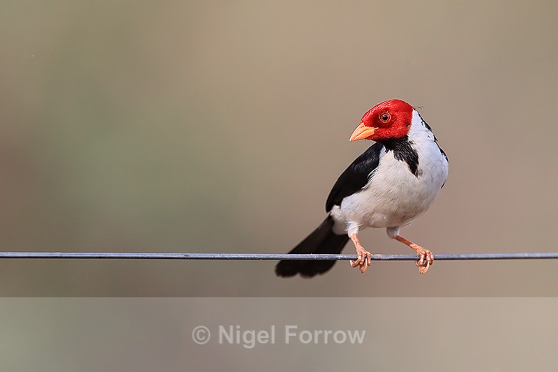 Yellow-billed Cardinal, Porto Jofre, Brazil - Yellow-billed Cardinal