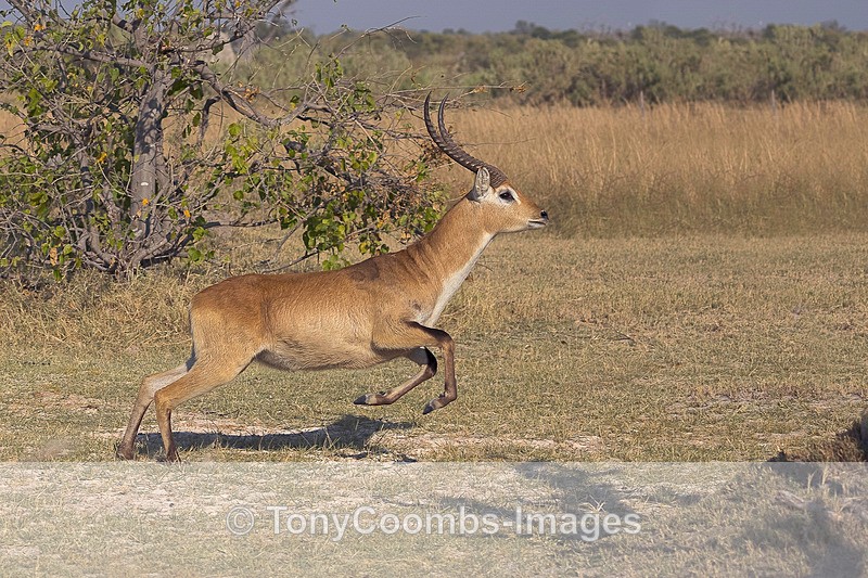 Red Lechwe - Botswana ~ The Mammals