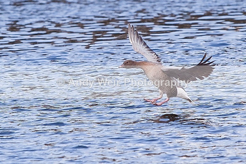 20120303-_MG_9118 - Pink-footed Goose