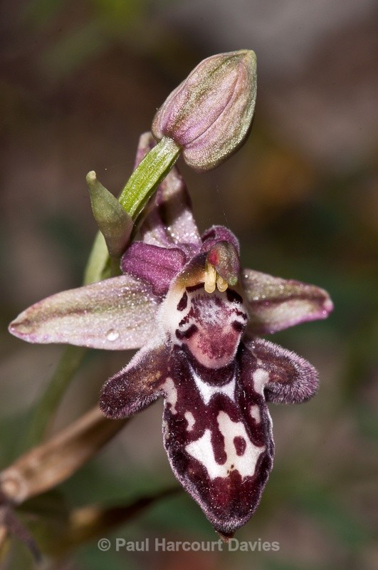  - Orchids - Crete