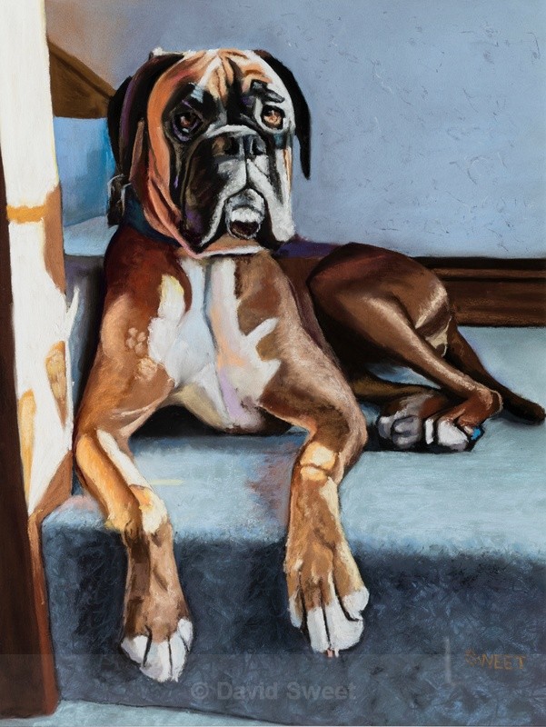 'Bella' the Boxer - Paintings
