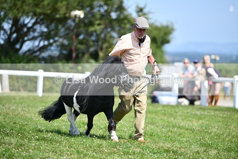 DSC_7707 - Class 64: Coloured Pony 4yrs & over