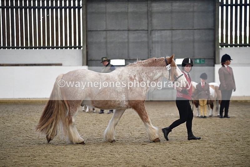 WJ5_4750 - Class 7 In hand coloured / odd coloured
