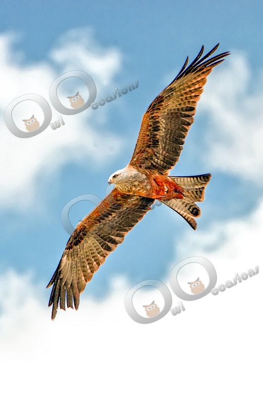 Red Kite Milvus milvus-9264 - BoP from around the world