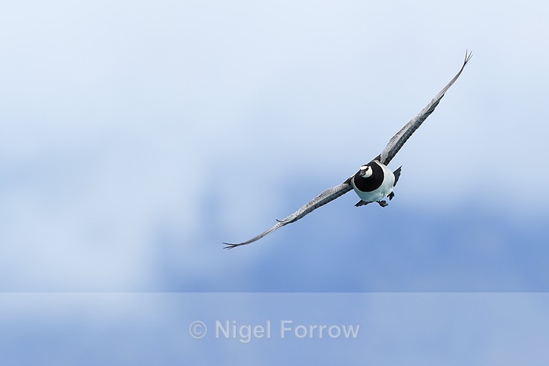 Barnacle Goose in flight, turning, Jokulsarlon, Iceland - Barnacle Goose