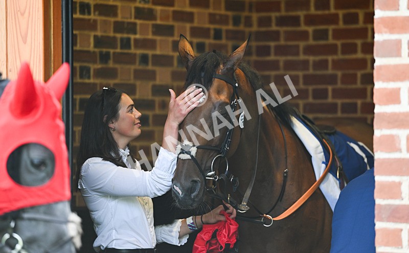 220826-186 Paddy The Squire - Race 4 15.35pm Sky Bet Ebor Handicap