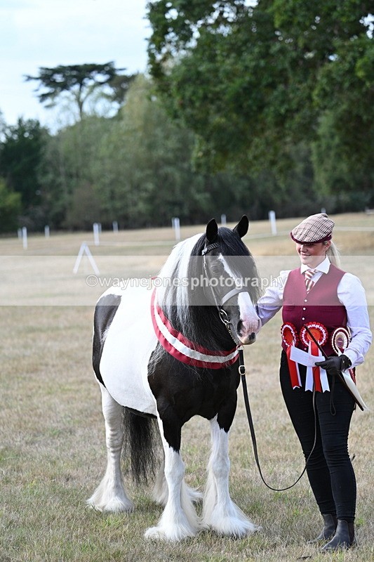 WJ7_8394 - In-hand Championship