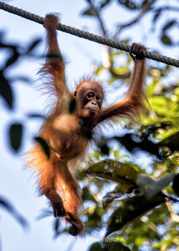 Baby Orangutan - Baku -Borneo - International Images