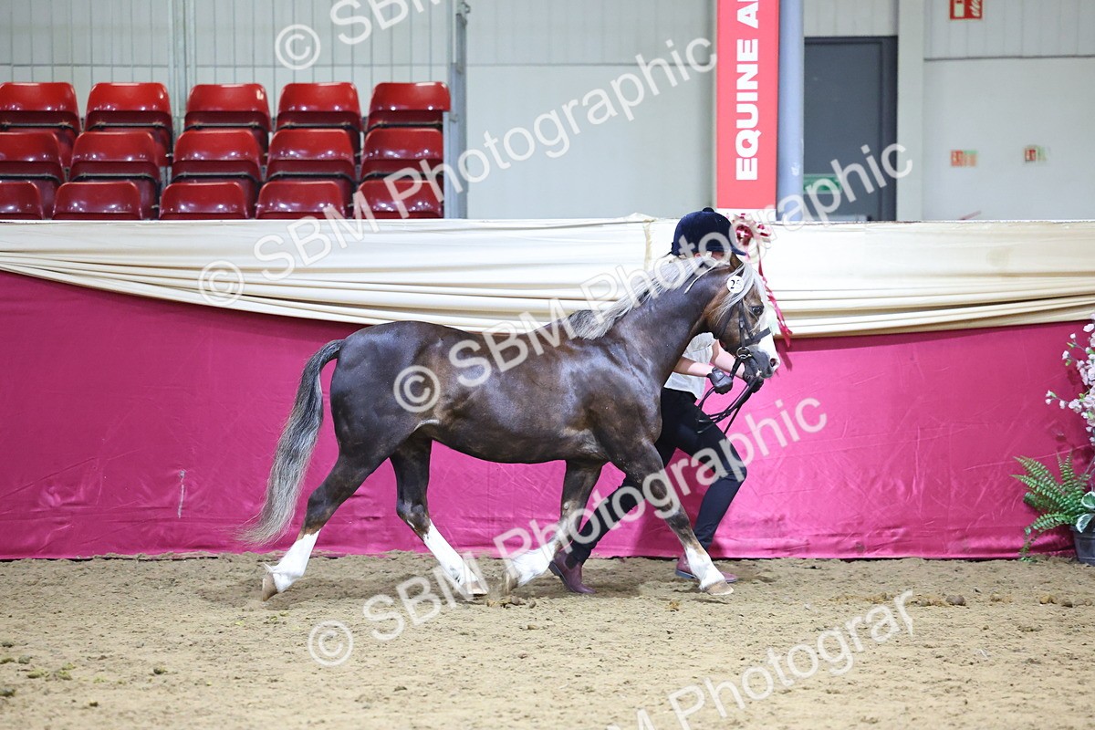 SBM_18690 - Class D IH Pony Champ