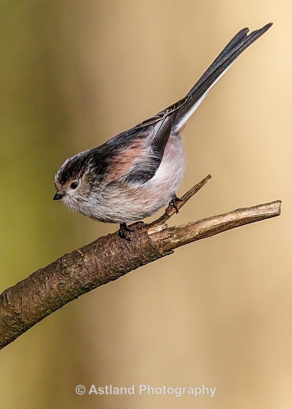 Astland Photography, Bird and Wildlife Images, Susan and Peter Wilson, U.K.