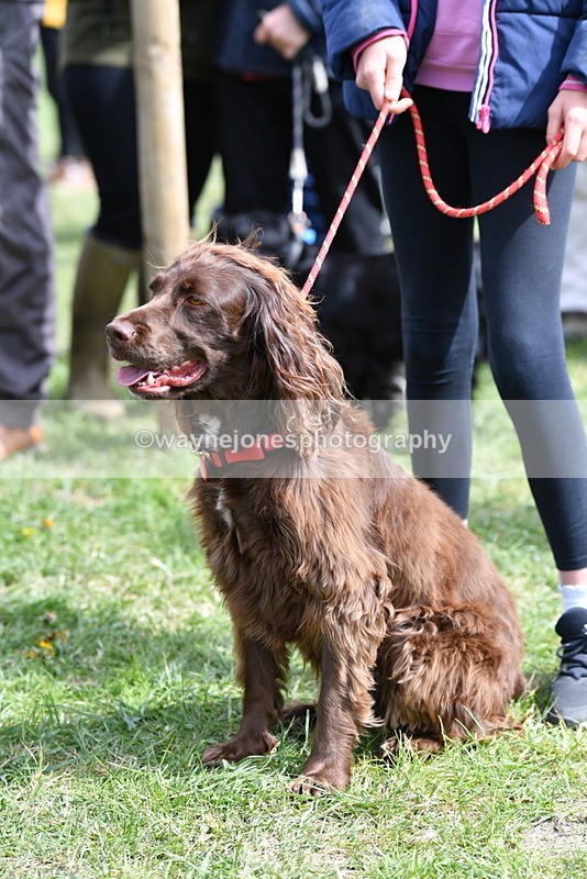 WJ5_9811 - Class 3 Most Handsome Dog