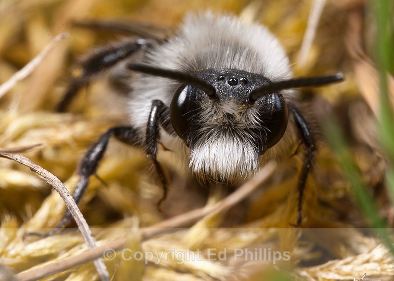 Andrena cineraria (m) - Andrena cineraria