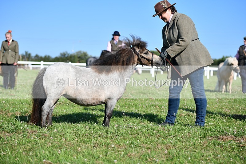 DSC_5663 - Class 49: NPS Shetland Youngstock