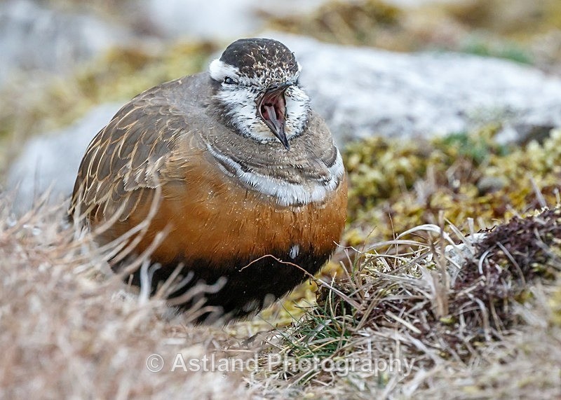 Astland Photography, Bird and Wildlife Images, Susan and Peter Wilson, U.K.