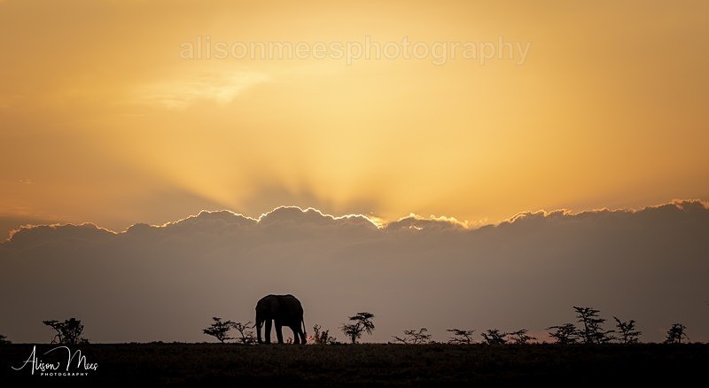  - African Safaris