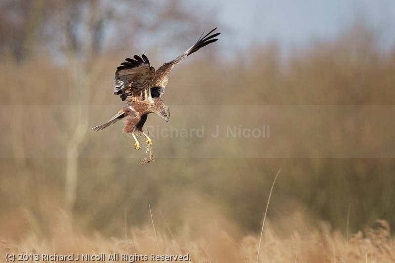 Marsh Harrier (Circus aeruginosus) male with nesting material - Marsh Harrier (Circus aeruginosus)
