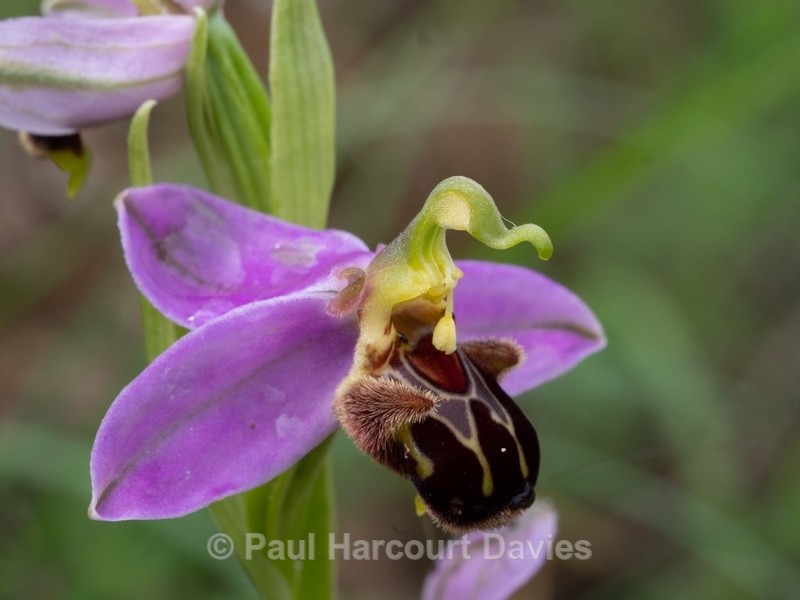 Bee Orchid (Ophrys apifera)  - Wild Orchids - 1