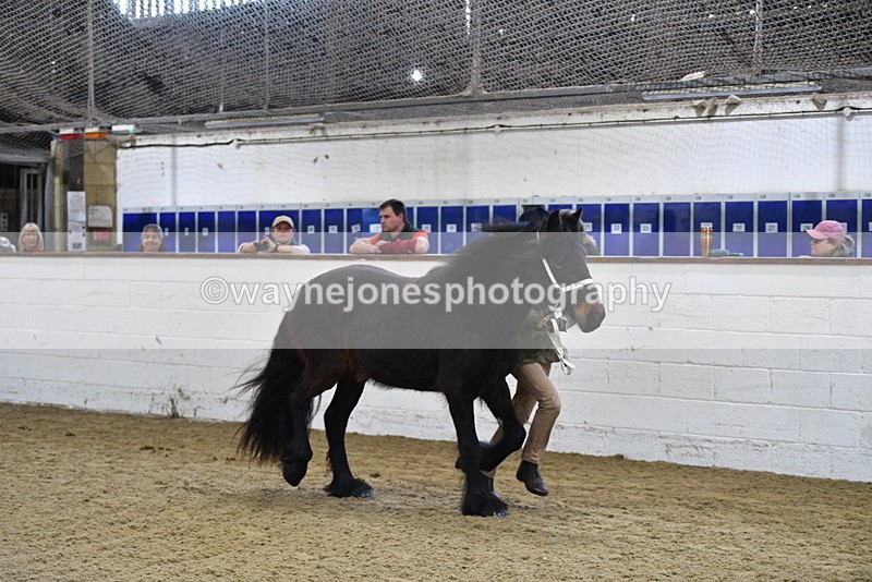 WJ5_3501 - Class 1 Youngstock