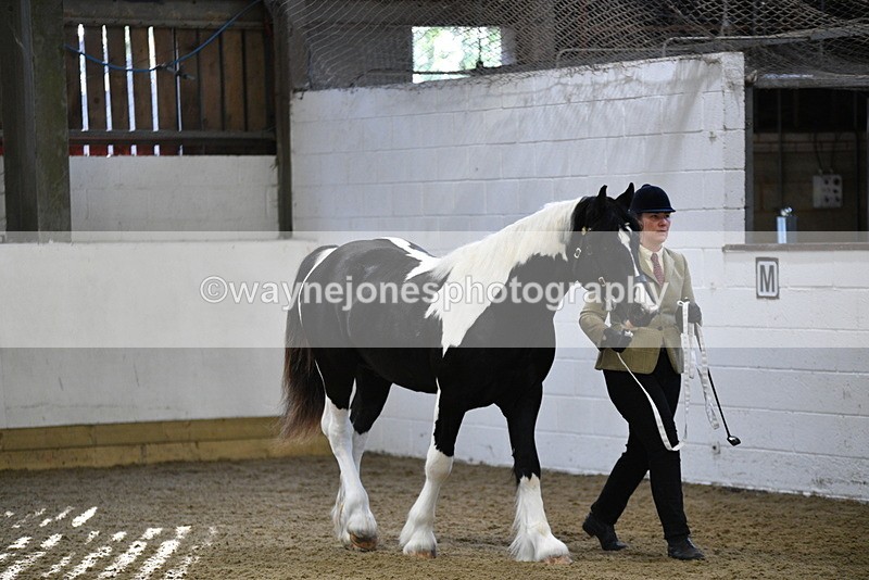 WJ5_3354 - Class 1 Youngstock