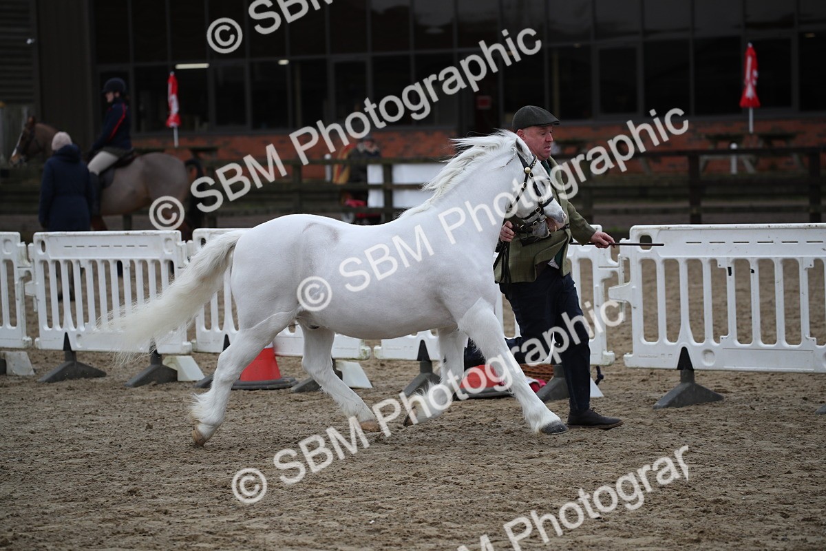SBM_004086 - Class 1-4 - Young Stock classes Inc. In Hand Championship