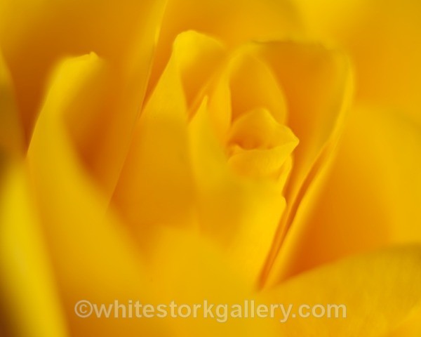 Yellow Rose - Up Close !