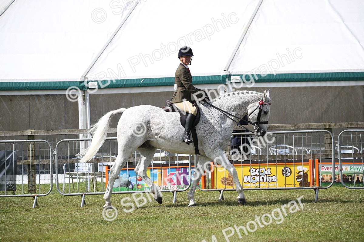 SBM_13181 - Class 95-96 - LIHS BSHA Rising Star Hack Riding Horse