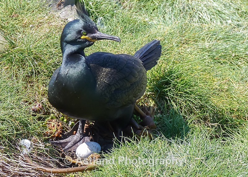 Astland Photography, Bird and Wildlife Images, Susan and Peter Wilson, U.K.