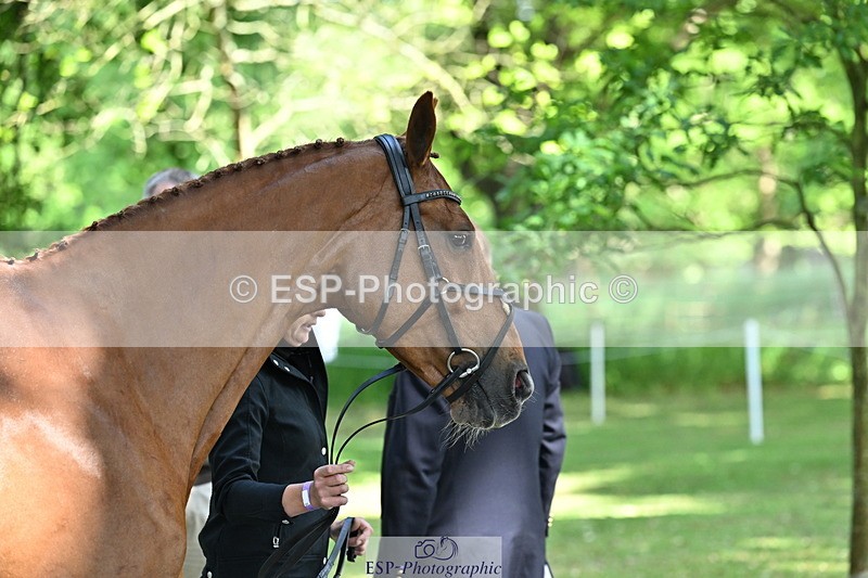 250521A-154446-00732 - B-360-Lucy.K.Wheeler-KING.CREOLE.VD.N.RANCH
