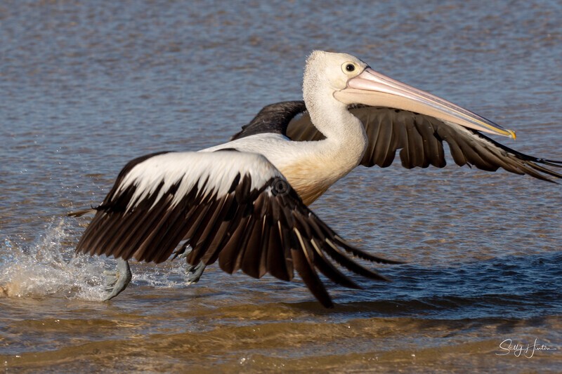 Pelican Take-off 2