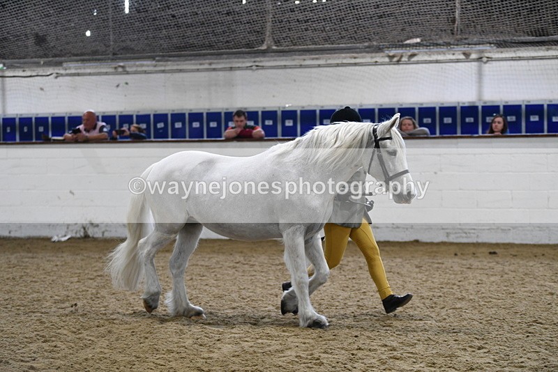 WJ5_4625 - Class 3 Part Bred In hand